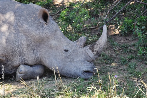 White rhinoceros © Marat