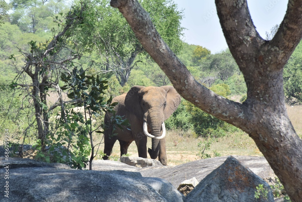 Fototapeta premium African elephant in wild