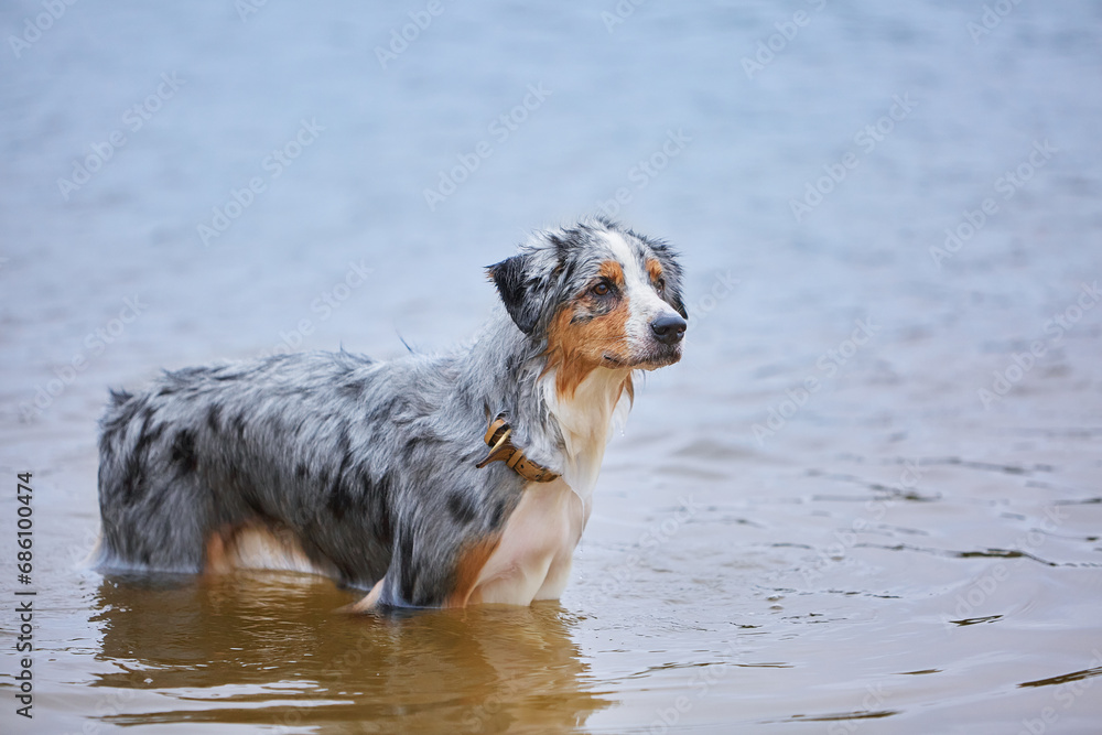 One Australian Shepherd dog swims in the river on a summer day in nature. The concept of vacation, travel, pet products. One Australian Shepherd dog swims in the river on a summer day in nature. The concept of vacation, travel, pet products.