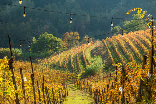 Fototapeta Naklejka Na Ścianę i Meble -  Beautiful vineyard hill in Monferrato, Piedmont, Italy