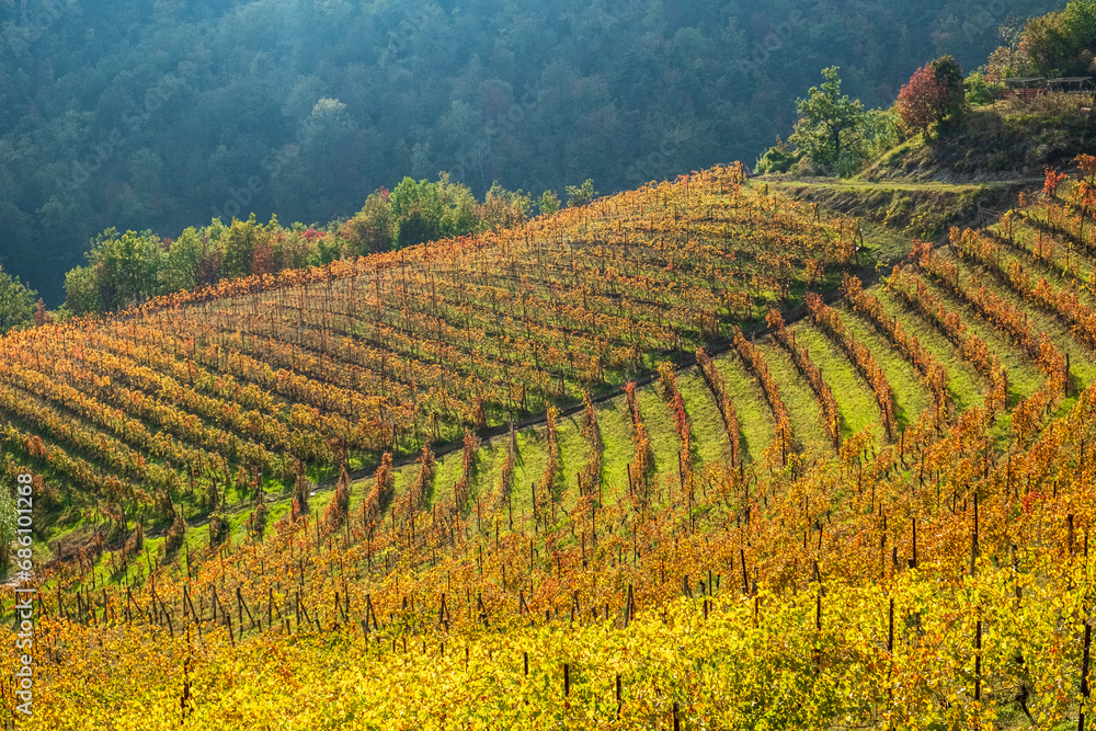 Beautiful vineyard hill in Monferrato, Piedmont, Italy