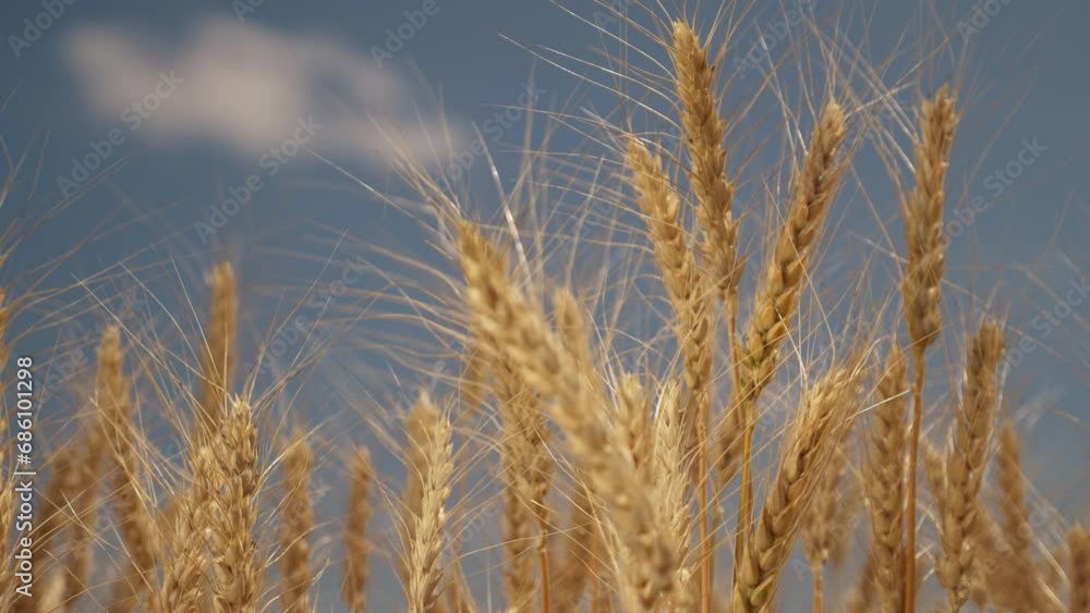 Agriculture. Golden ears of wheat sway in the light wind. Wheat in the field swaying in the wind close-up. Wheat ears on a background of blue sky. Wheat harvest in agriculture Agriculture. Golden ears of wheat sway in the light wind. Wheat in the field swaying in the wind close-up. Wheat ears on a background of blue sky. Wheat harvest in agriculture