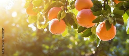 Sunny day  grapefruits on garden tree.