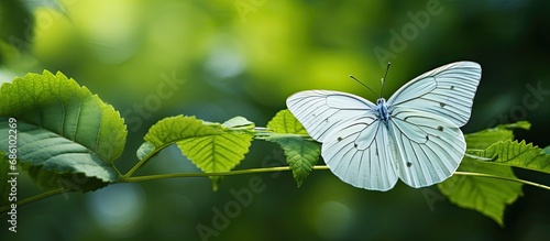 White butterfly resting on a leaf. photo