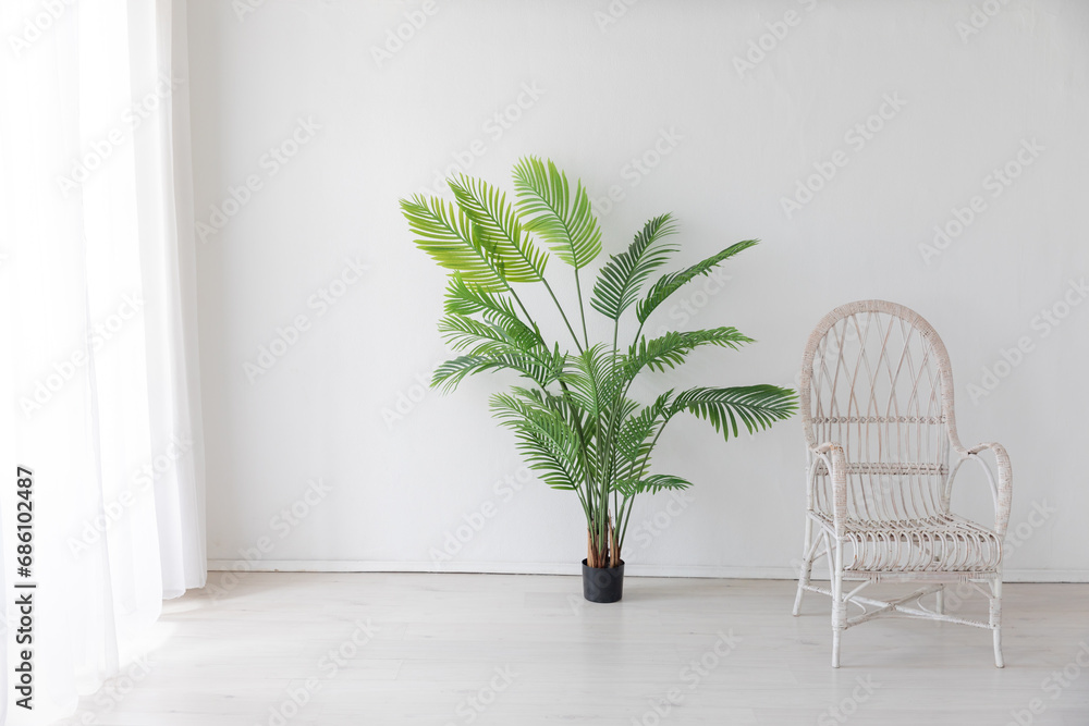 Green Palm Tree Plant and Vintage Armchair in White Room Interior