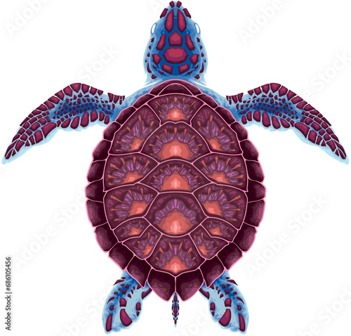 Turtle on top view, vector ...