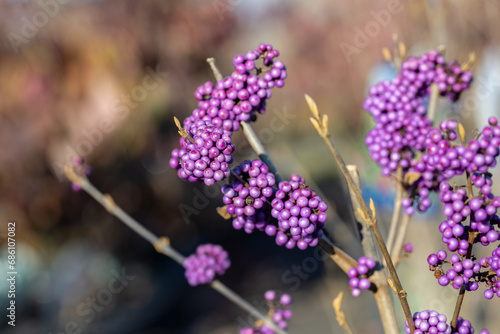 Callicarpa bodinieri, or Bodinier's beautyberry. Close up on the purple berries of this plant.  This plant is native to China and produces purple berries in tight clusters in autumn. photo