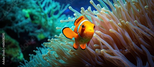The Orange-fin anemonefish in Palau swims with its host anemone on a coral reef among its tentacles. It is one of four anemonefish species in Palau.
