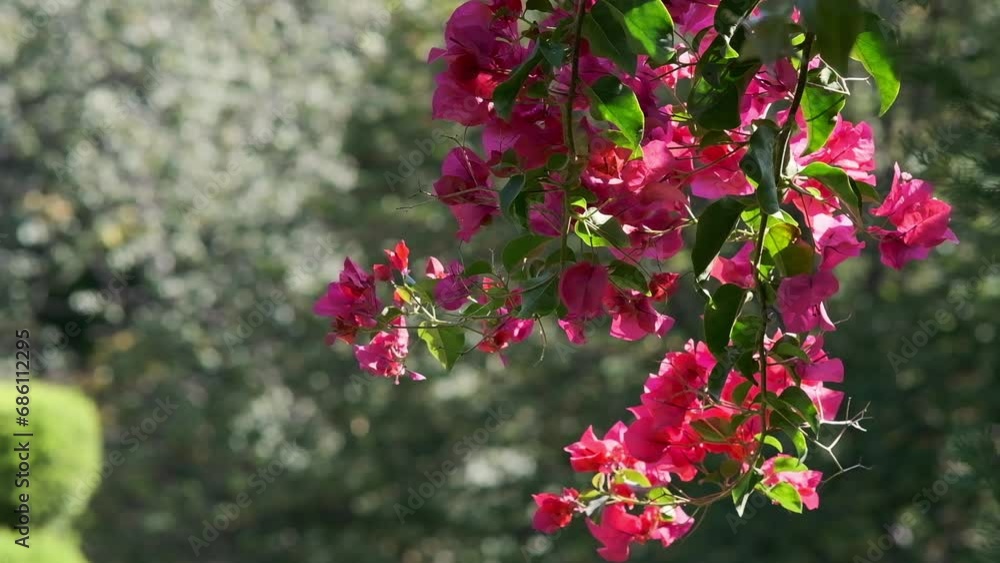 the red flowers of bougainvillea the red flowers of bougainvillea