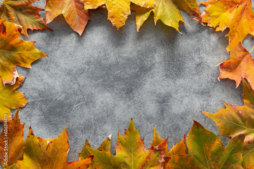 Maple leaves laid out on a gray background in the shape of circle