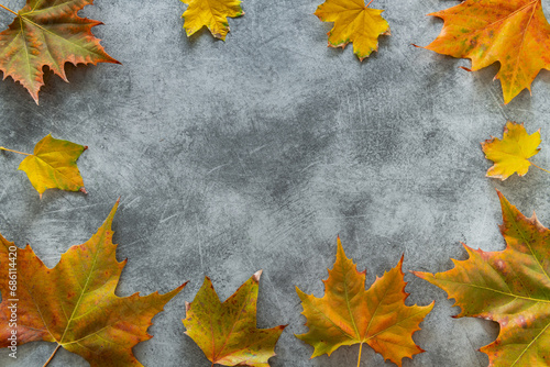 Maple leaves laid out on a gray background
