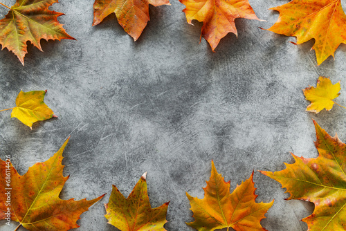 Maple leaves laid out on a gray background