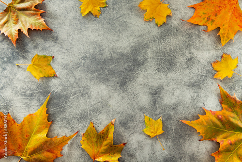 Maple leaves laid out on a gray background