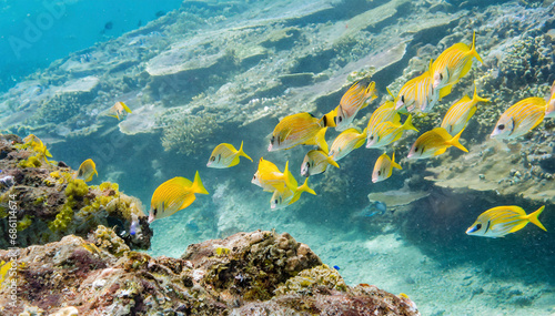 colorful fish swimming in the tropical sea