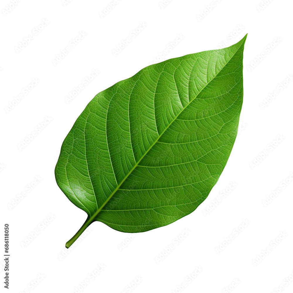Obraz premium 3d green leaf isolated on transparent background