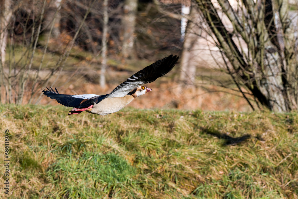 Obraz premium Fliegende Nilgans in der Oberlausitz