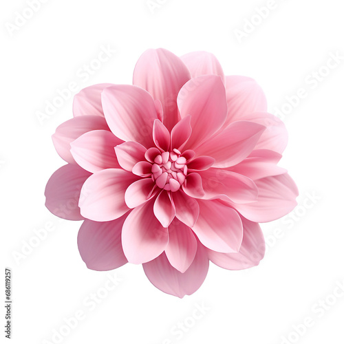 3d Pink Flower isolated on transparent background