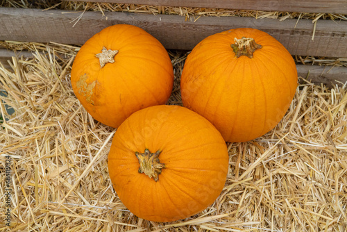 Pumpkins Halloween Decoration  Squash Farm  Orange Thanksgiving Vegetables Pile on Grass  Autumn Loan