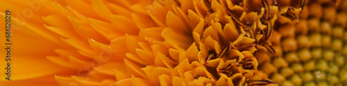 macro flower texture sunflower  Yellow sunflower flowers  sunflower flowers close-up  sunflower flowers on a green background  background  back  green part of a sunflower