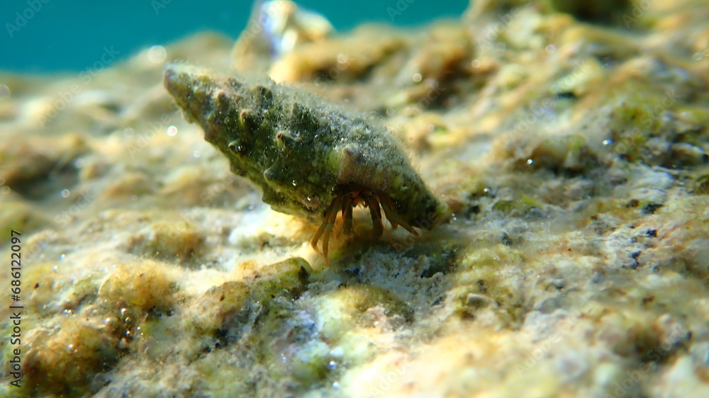 Cerith (Cerithium renovatum) shell with Mediterranean rocky shore hermit crab (Clibanarius erythropus) undersea, Aegean Sea, Greece, Halkidiki Cerith (Cerithium renovatum) shell with Mediterranean rocky shore hermit crab (Clibanarius erythropus) undersea, Aegean Sea, Greece, Halkidiki