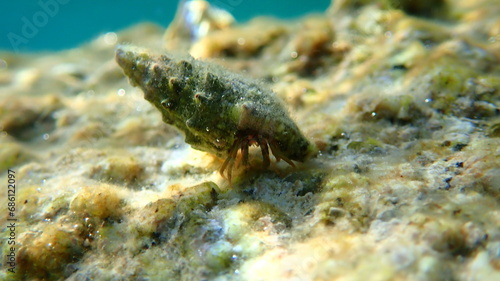 Cerith (Cerithium renovatum) shell with Mediterranean rocky shore hermit crab (Clibanarius erythropus) undersea, Aegean Sea, Greece, Halkidiki