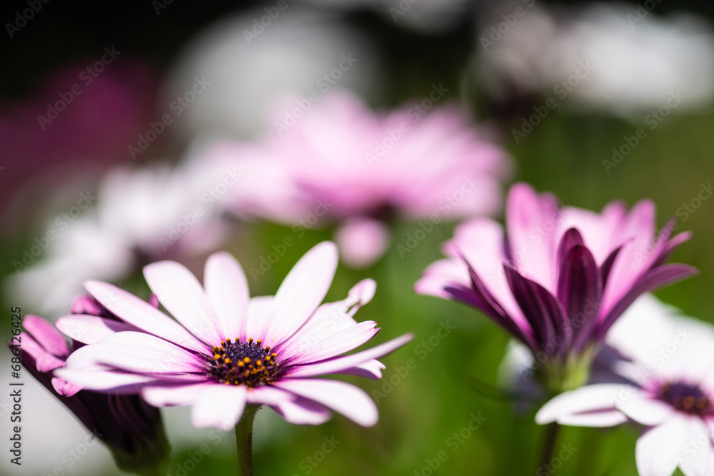 Close up of african daisy flowers Close up of african daisy flowers