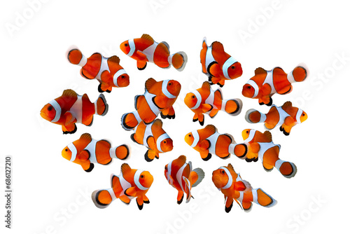Photography Anemone on isolated background, Group anemones fish on isoolaterd background, cl