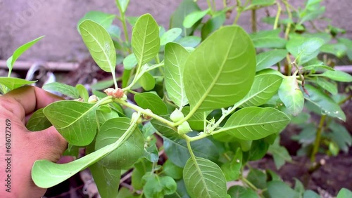Immunity booster plant, Withania somnifera, known commonly as ashwagandha Its roots photo