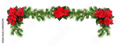 Red poinsettia flowers and green Christmas pine twigs with snowberries in a festive garland isolated on white or transparent background photo