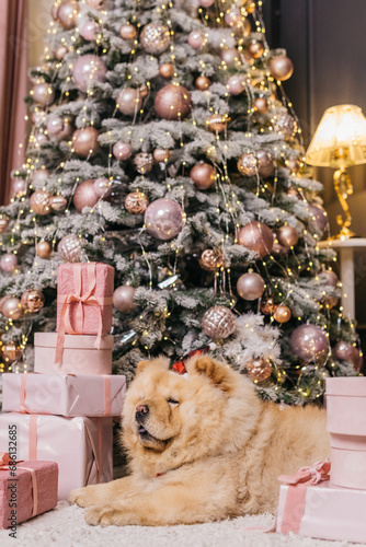 The chow chow puppy is lying on the floor. Dog with christmas gift boxes. Merry Christmas and Happy New Year concept. High quality photo