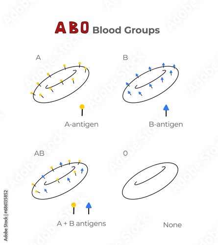 Blood groups, blood types, antigens and antibodies explanation in a table. Medical illustration in line art style.