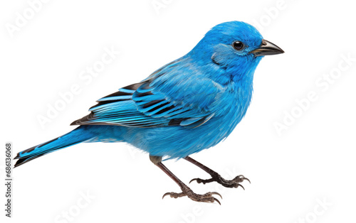 Indigo Bunting Melodious Forest Dweller Isolated on a Transparent Background PNG.