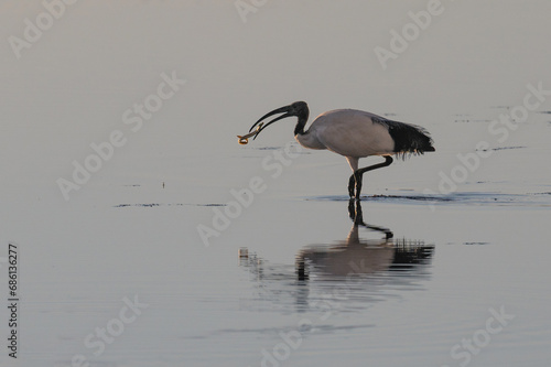 Threskiornis aethiopicus - African sacred ibis - Ibis sacré photo