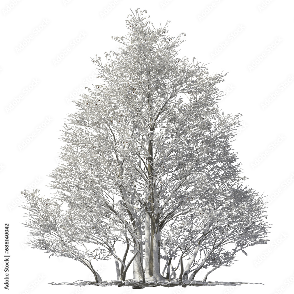 Obraz premium oregon alder tree covered with snow and ice winter hq arch viz cut out