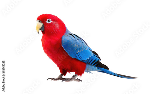 Crimson Rosella Scarlet Beauty Isolated on a Transparent Background PNG. photo