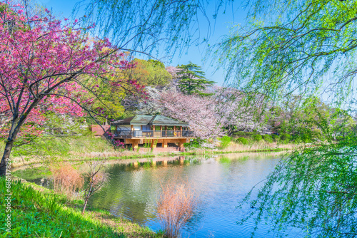 桜の名所　神奈川県立三ツ池公園の春景色【神奈川県・横浜市】　
A famous place for cherry blossoms. Spring scenery in Mitsuike Park - Kanagawa, Japan photo