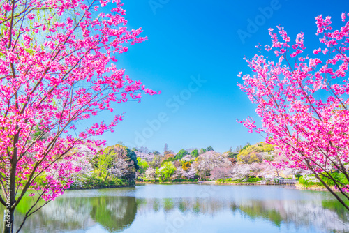 桜の名所　神奈川県立三ツ池公園の春景色【神奈川県・横浜市】　
A famous place for cherry blossoms. Spring scenery in Mitsuike Park - Kanagawa, Japan photo