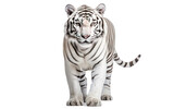 White tiger Camouflaged hunter. Isolated on a Transparent Background PNG.