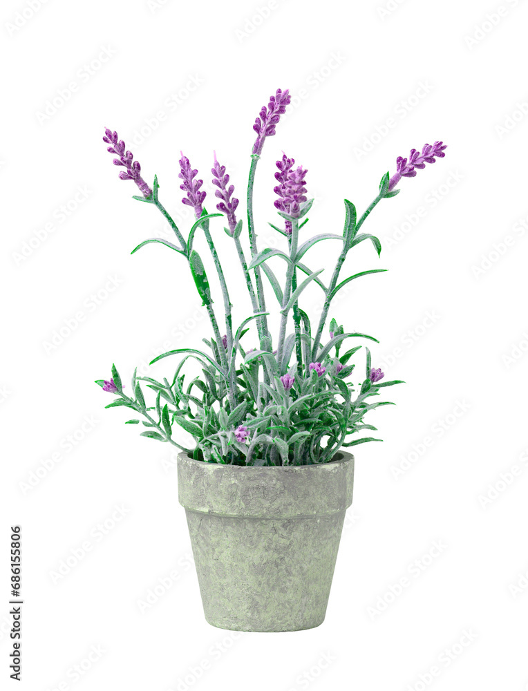 pink flowers in a pot plant png