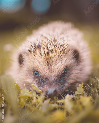 Encounter with Nature  Portrait of the European Wild Hedgehog in Your Garden - Rustic Charm and Wild Beauty