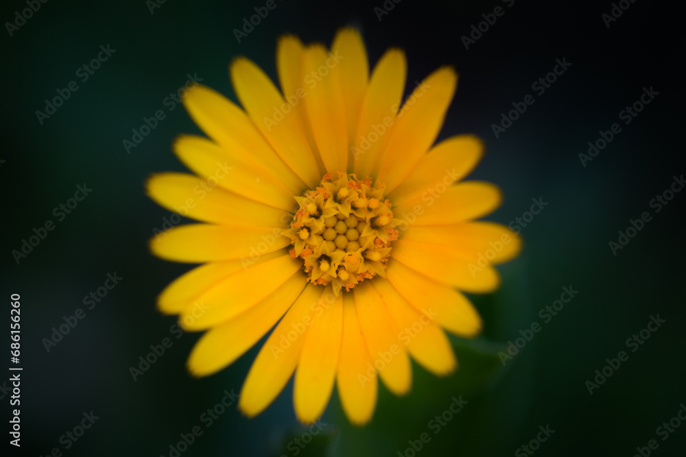 Marigold in Spring: Blossom Detail Top View - Highlighted Beauty with Open Flower Marigold in Spring: Blossom Detail Top View - Highlighted Beauty with Open Flower