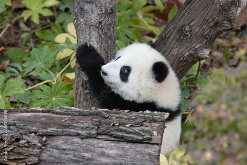Fototapeta Naklejka Na Ścianę i Meble -  Little baby panda crawling on the green yard, Chengdu Panda Base