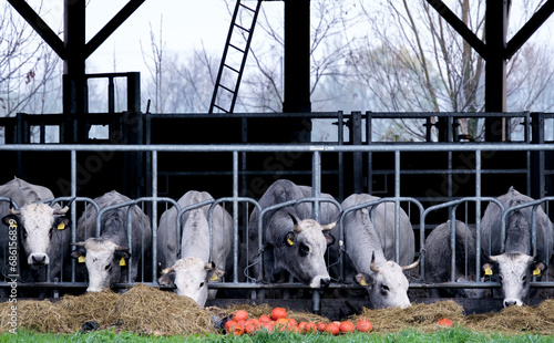 Gascoine cows on an ecological farm in Flevoland ||| Gascoine koeien op een ecologische boerderij in Flevoland