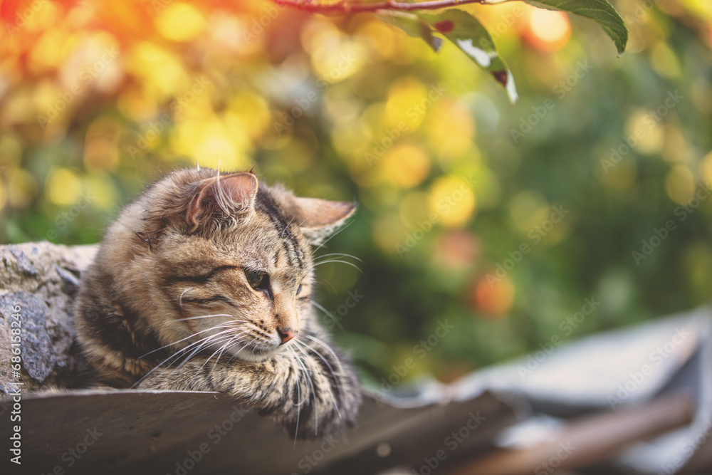 Cute cat relaxing outdoors in autumn