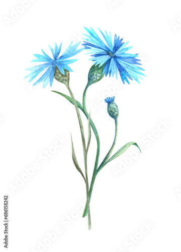 Bouquet of blossom cornflower  outdoor plant. Hand painted watercolor illustration of blue wild flower  isolated on a transparent background not AI. For greeting card and garden design.