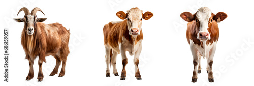cow  PNG