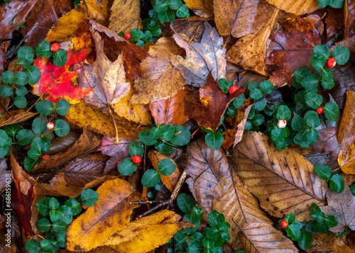 Closeup top view of red Partridge Berries in leaf litter in autumn
