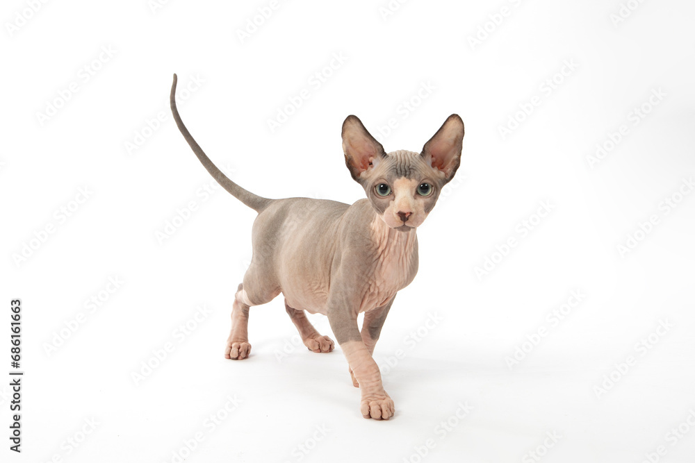 Sphinx Cat Sphinx Cat