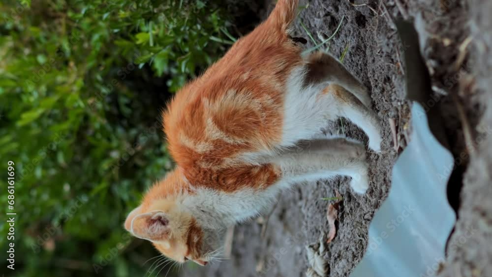 Little tabby ginger kitten pees and poops. Cat buries poop with its