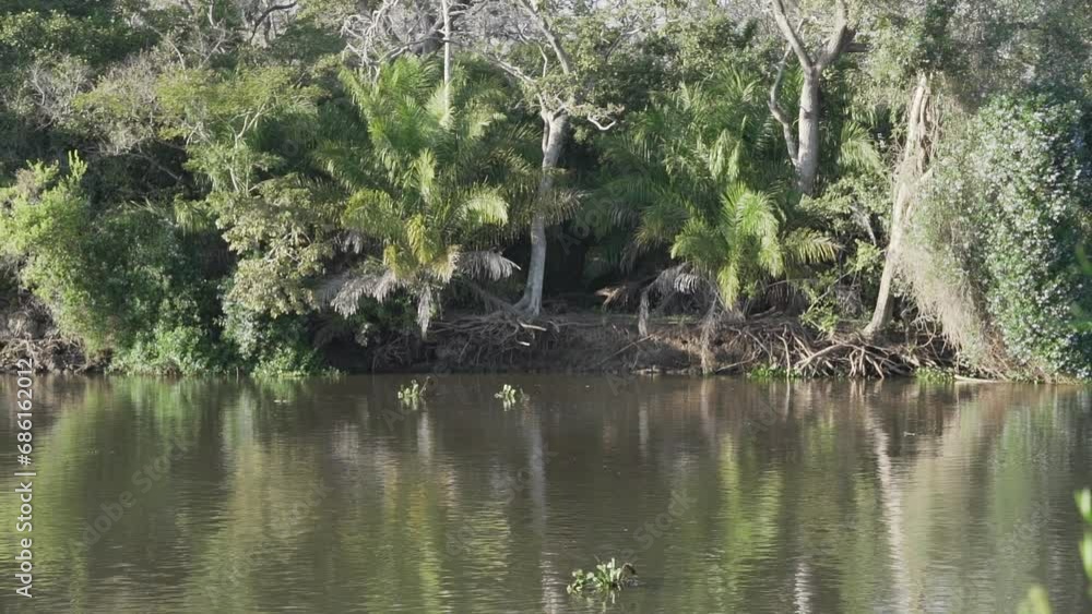 family of greater capybara, Hydrochoerus hydrochaeris, is the largest rodent of the world at a waterhole of a cattle farm in the swamp area of the pantanal in Brazil. family of greater capybara, Hydrochoerus hydrochaeris, is the largest rodent of the world at a waterhole of a cattle farm in the swamp area of the pantanal in Brazil.